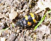 Thumbnail 216876 B