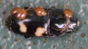 Thumbnail 216973 B