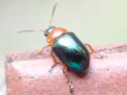 Thumbnail 217240 B