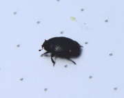 Thumbnail 217449 B
