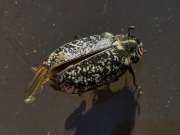 Thumbnail 217749 B