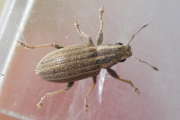 Thumbnail 218049 B