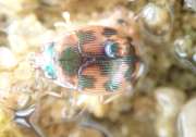 Thumbnail 218099 B