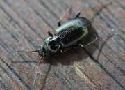 Thumbnail 218338 B