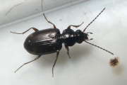 Thumbnail 218412 A
