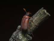 Thumbnail 218534 B