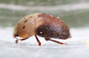 Thumbnail 218878 B