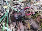 Thumbnail 219241