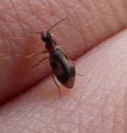 Thumbnail 219311 A