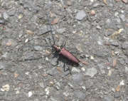 Thumbnail 219379 A