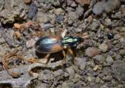 Thumbnail 219478 B