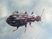 Thumbnail 219972 A
