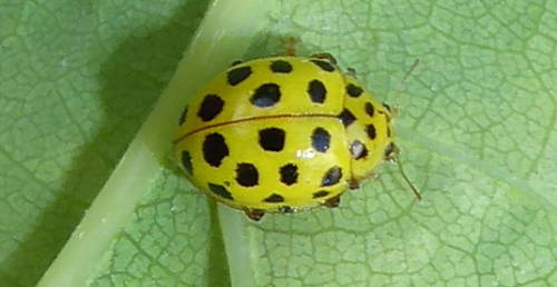 Userfoto