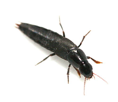 Userfoto