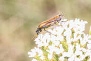 Thumbnail 220109 B