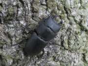 Thumbnail 221645 B