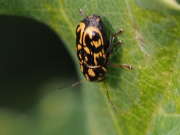 Thumbnail 221796 B