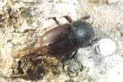 Thumbnail 222505 B
