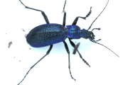 Thumbnail 223724 B