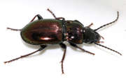 Thumbnail 224401 A