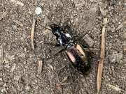Thumbnail 224537 B