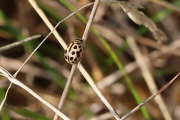 Thumbnail 224541 A