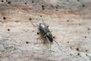 Thumbnail 224682 B