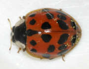 Thumbnail 224790 A