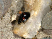 Thumbnail 225511 B