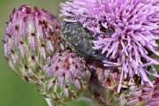 Thumbnail 225704 C