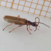 Thumbnail 225958 B