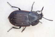 Thumbnail 226265 A