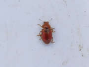 Thumbnail 226638 A