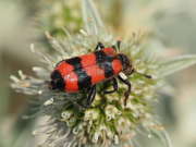 Thumbnail 226705 A