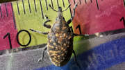 Thumbnail 227301 A