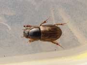 Thumbnail 228754 A