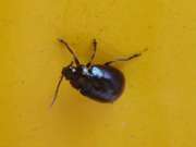Thumbnail 229035 A