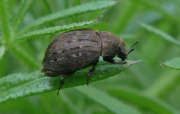 Thumbnail 229048 B