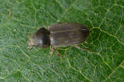 Thumbnail 229053 B
