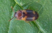 Thumbnail 229058 B