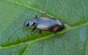 Thumbnail 229061 A