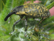 Thumbnail 229068 B