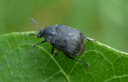 Thumbnail 229071 B