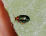 Thumbnail 229454 B
