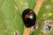 Thumbnail 229860 A
