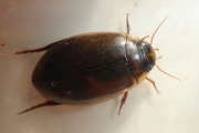 Thumbnail 230754 B