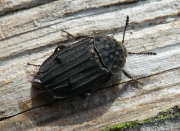 Thumbnail 230798 B