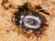 Thumbnail 230837 B