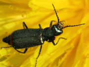 Thumbnail 231586 B