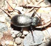 Thumbnail 231802 A